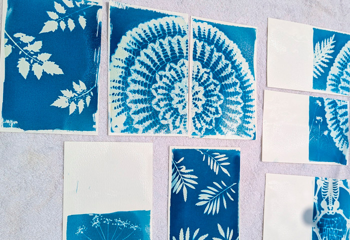 Jacquard Cyanotype Sensitizer Set for botanical garden art.