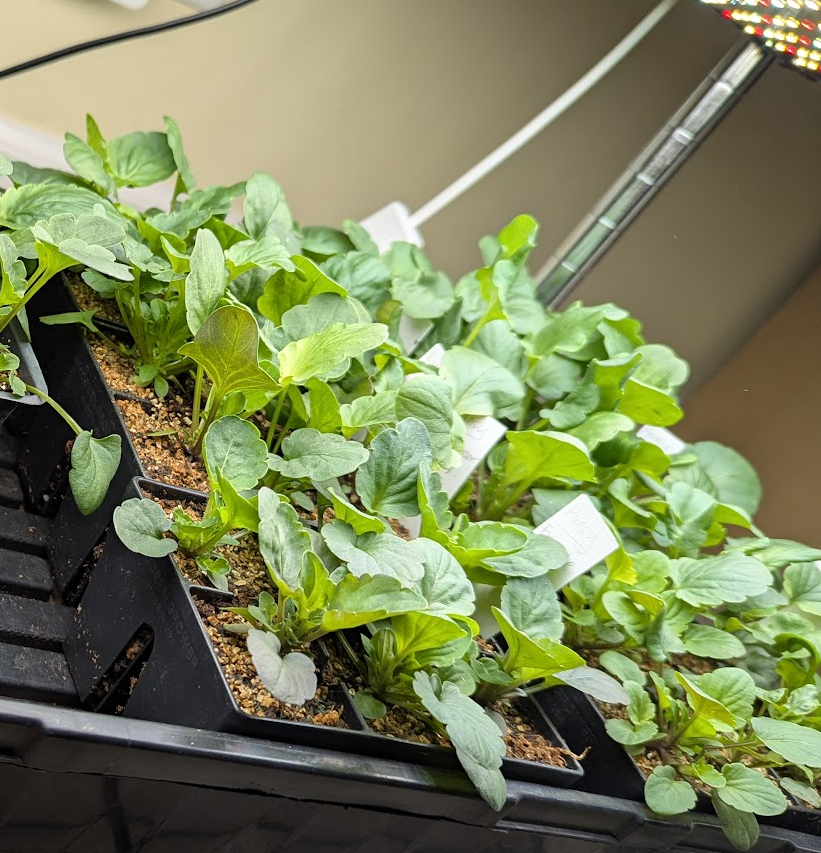 Durable Epic Gardening seed starting trays.