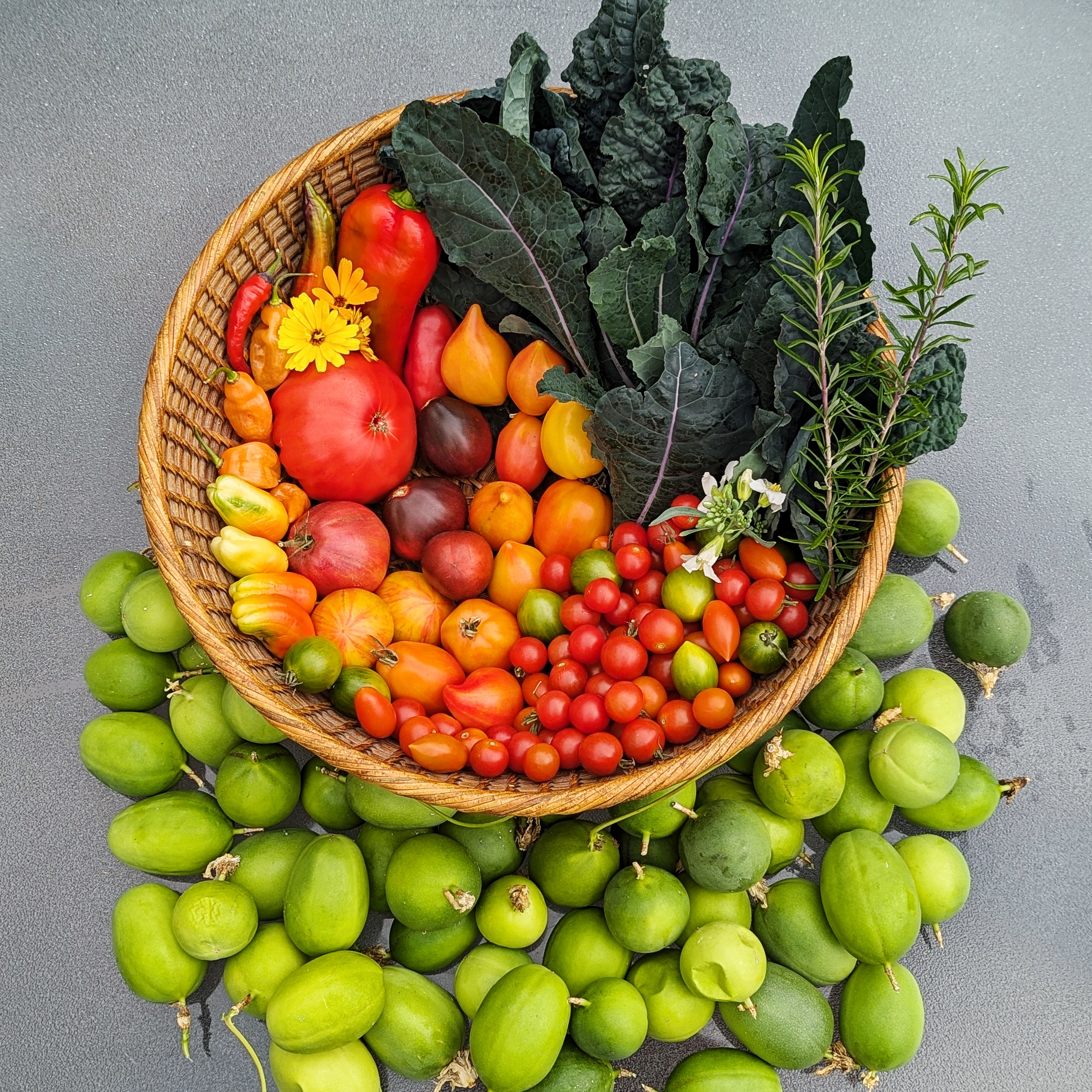 Rainbow of cherry tomatoes from a suburban garden.