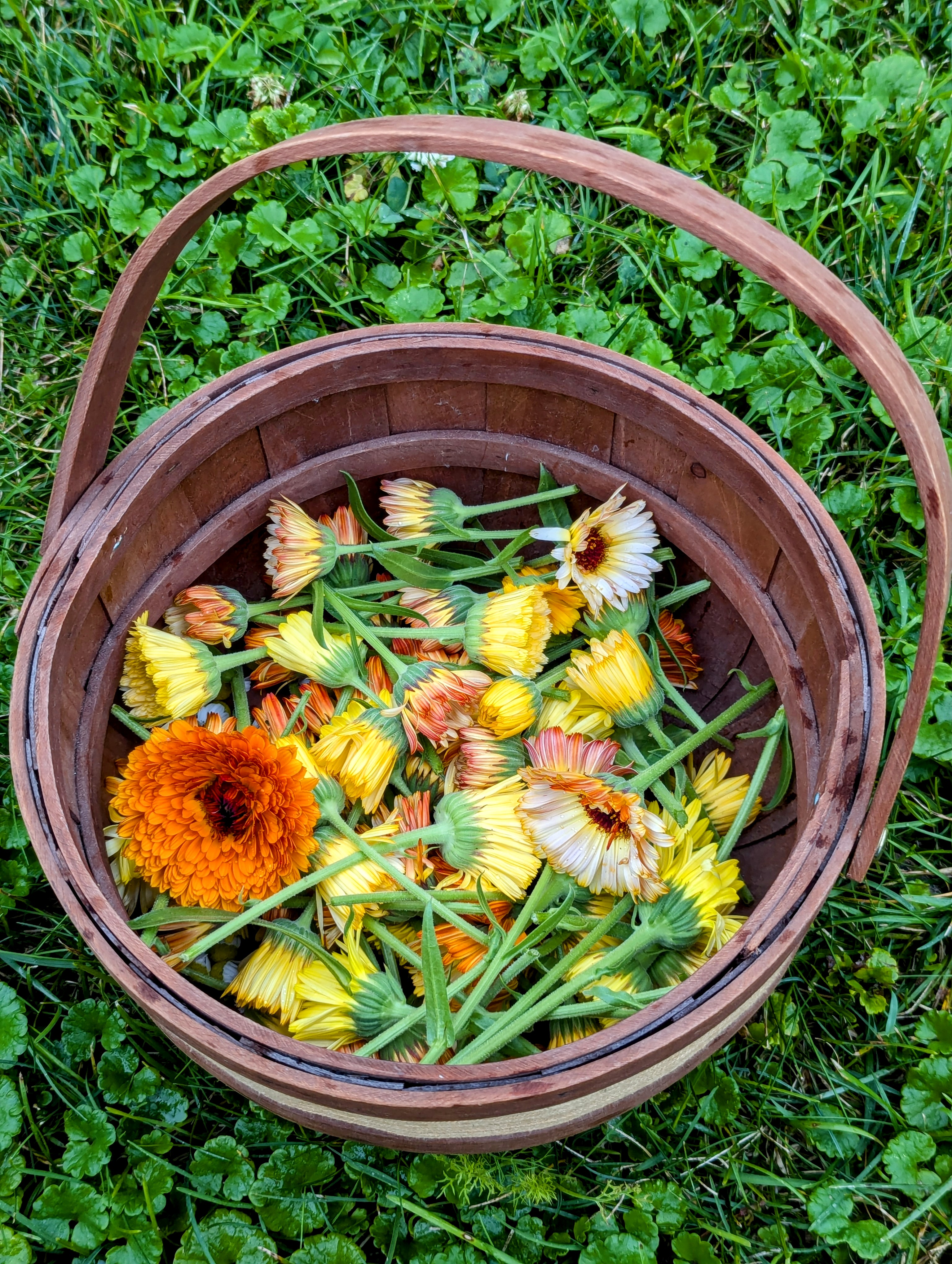 Freshly harvested herbs and flowers in a wicker basket.
