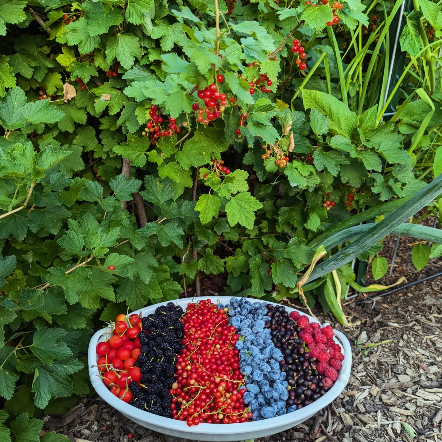 A diverse harvest including peppers, tomatoes, and onions.