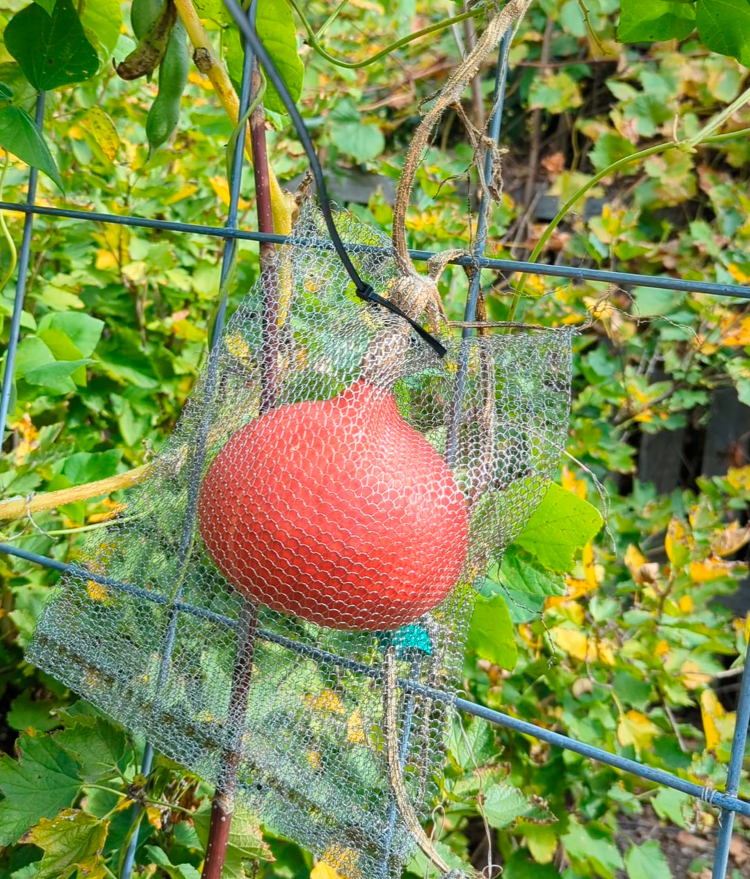 Steel mesh bags protecting squash on the vine.