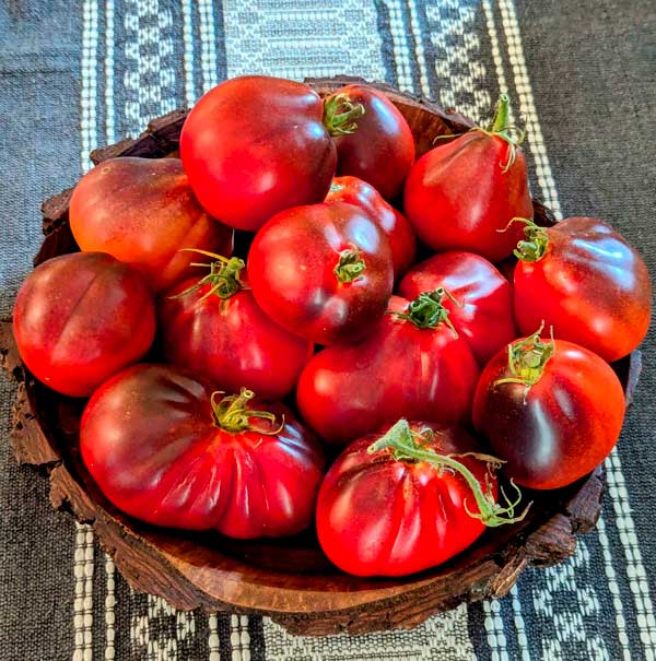 A pear-shaped tomato with indigo shoulders and a red bottom.