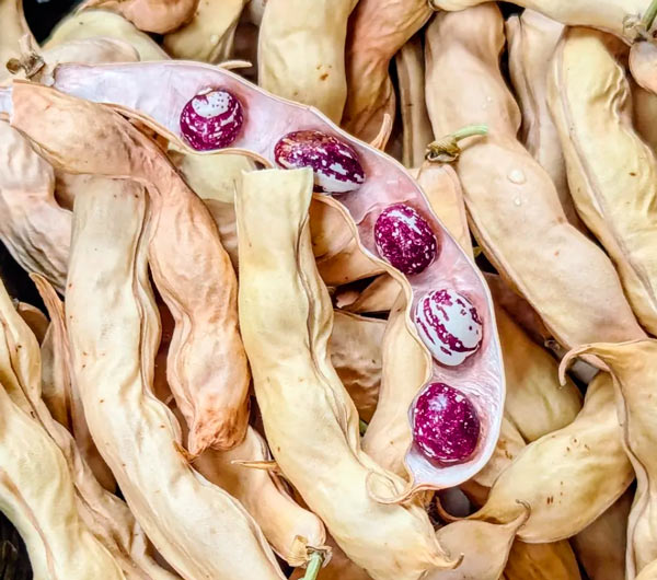 Good Mother Stallard Beans with maroon and white splashes.