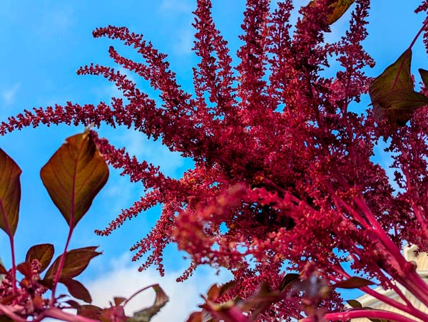 Vibrant magenta-red seed head of an Opopeo Amaranth plant.