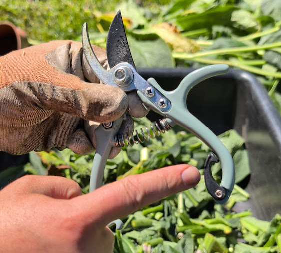 Sprout Clipper My Recommended Gardening Tools | Jen Caputo's Garden